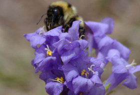 Global warming, evolution reshaping bodies of bumblebees, study says